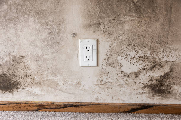 Best Forensic Mold Investigation  in Good Hope, CA