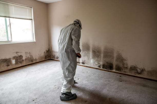 Best Black Mold Removal  in Good Hope, CA